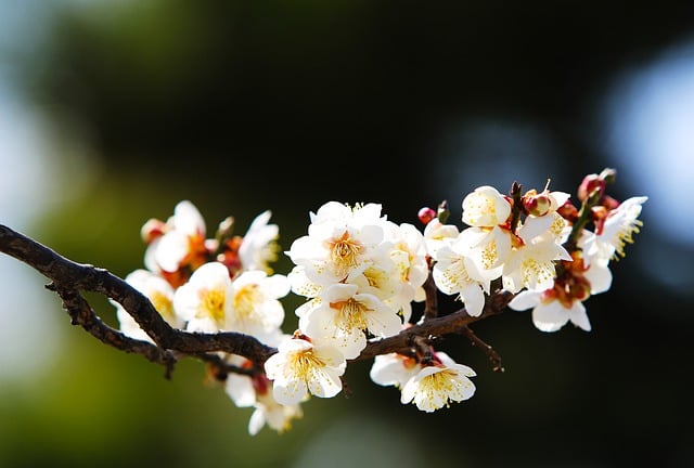 Free download plum blossom spring landscape free picture to be edited with GIMP free online image editor