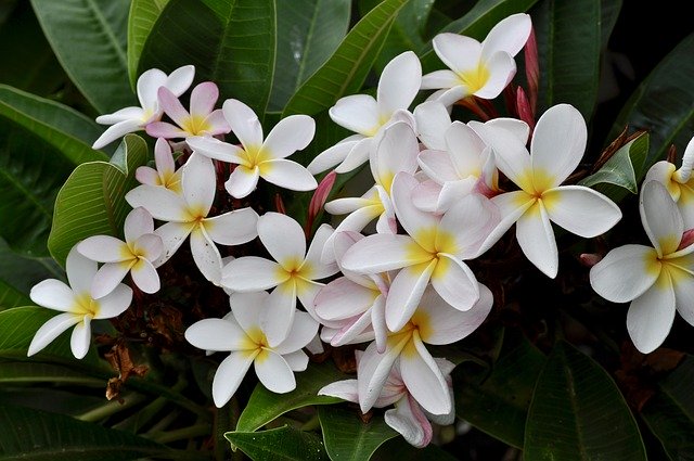 Free download Plumeria White Flowers -  free photo or picture to be edited with GIMP online image editor