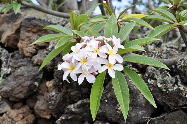 Free download Plumeria White Frangipani -  free photo or picture to be edited with GIMP online image editor