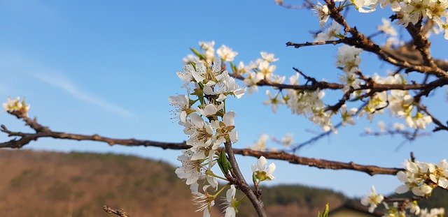 Free download Plum Flower Flowers -  free photo or picture to be edited with GIMP online image editor