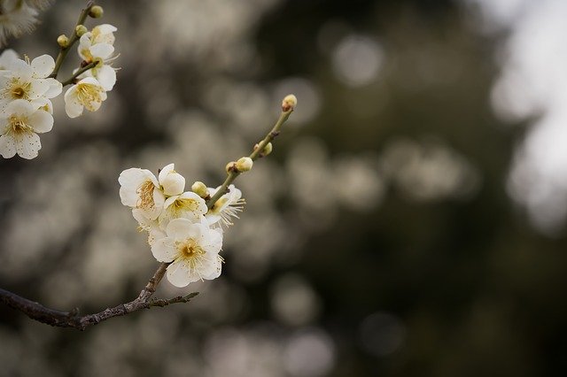 Free download Plum Flowers Spring -  free photo or picture to be edited with GIMP online image editor