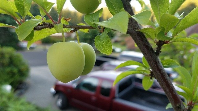 Free download Plum Fruit Sweet -  free photo or picture to be edited with GIMP online image editor