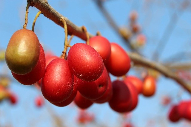 Free download Plum Plums Fruit -  free photo or picture to be edited with GIMP online image editor