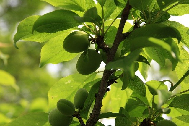 Free download Plum Spring Plants -  free photo or picture to be edited with GIMP online image editor