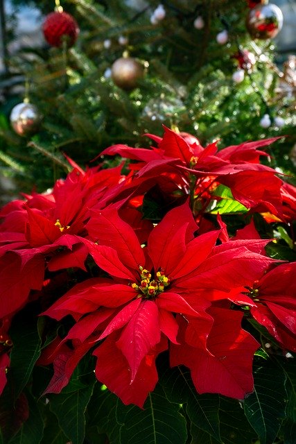 Free download Poinsettia Christmas Flower Red -  free photo or picture to be edited with GIMP online image editor