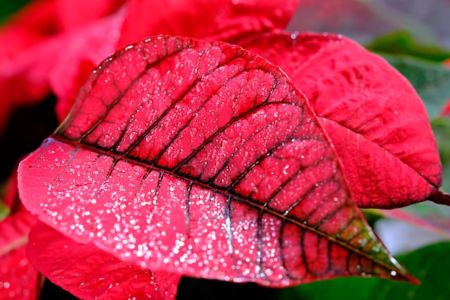 Free download poinsettia leaves plant kastuba free picture to be edited with GIMP free online image editor