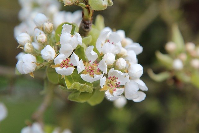 Free download Poirier Flowering Pear Tree -  free photo or picture to be edited with GIMP online image editor