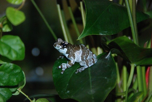 Free download Poison Frog Dendrobates Cologne -  free photo or picture to be edited with GIMP online image editor