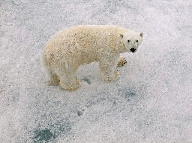 Free download Polar Bear Male Arctic Circle With -  free photo or picture to be edited with GIMP online image editor