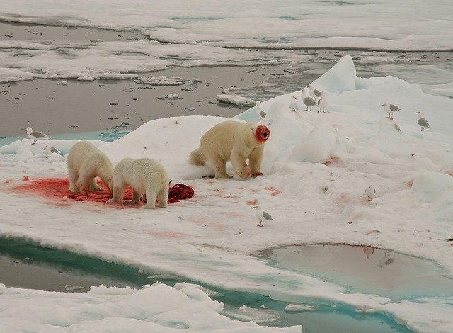 Free download Polar Bears Feeding Arctic -  free photo or picture to be edited with GIMP online image editor