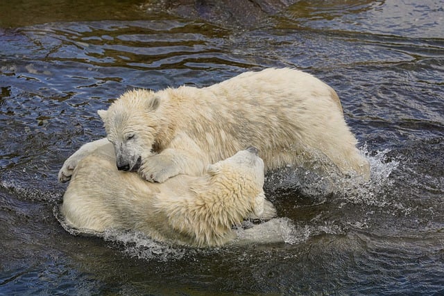 Free download polar bears sea ocean wild free picture to be edited with GIMP free online image editor