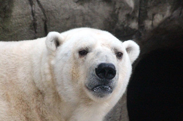 Free download polar bear ursus maritimus portrait free picture to be edited with GIMP free online image editor