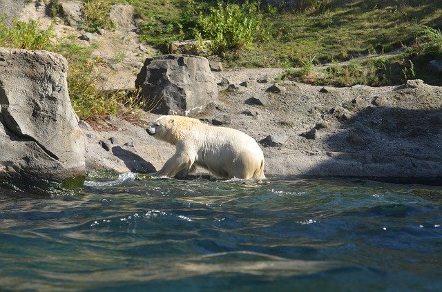 Free download Polar Bear Water Rock -  free photo or picture to be edited with GIMP online image editor