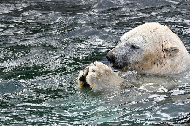 Free download Polar Bear Zoo Animal -  free photo or picture to be edited with GIMP online image editor