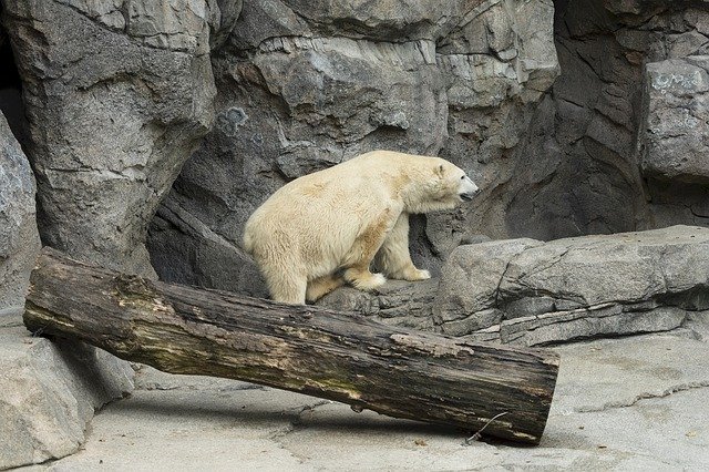 Free download Polar Bear Zoo White -  free photo or picture to be edited with GIMP online image editor