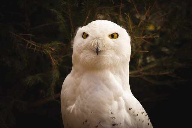 Free download polar owl bird perched animal free picture to be edited with GIMP free online image editor