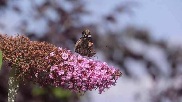 Free download pollination bloom butterfly botany free picture to be edited with GIMP free online image editor