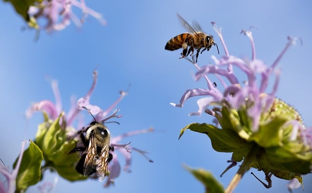 Free download pollinators bumblebees bees insects free picture to be edited with GIMP free online image editor