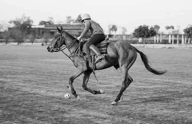 Free download Polo Playing Sport -  free photo or picture to be edited with GIMP online image editor