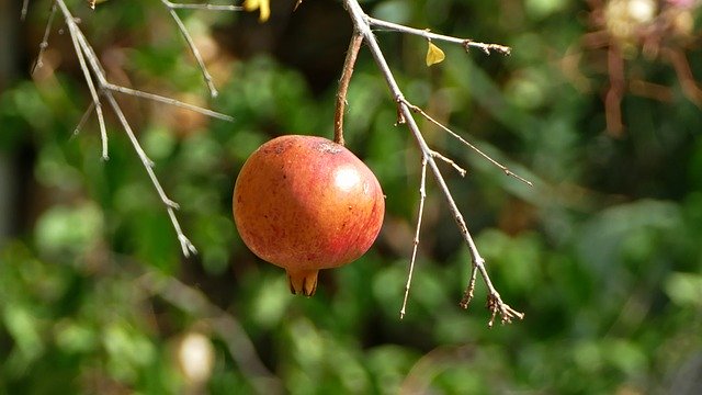 Free download Pomegranate Fruit Mediterranean -  free photo or picture to be edited with GIMP online image editor