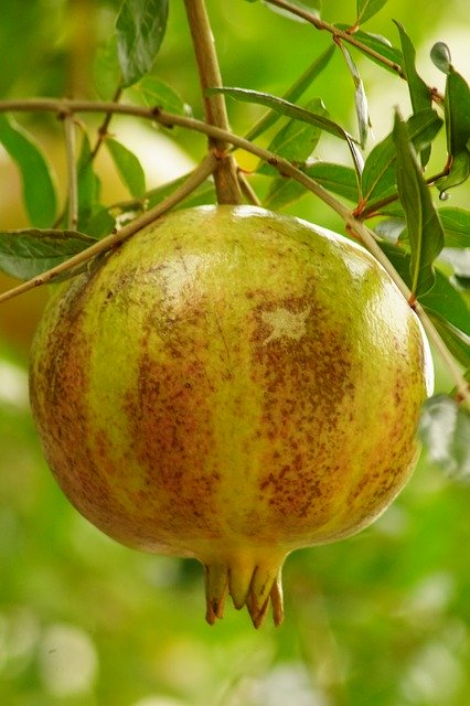 Free download Pomegranate Fruit Vitamins -  free photo or picture to be edited with GIMP online image editor