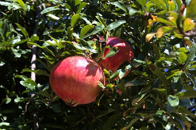 Free download Pomegranate Plant Fruit -  free photo or picture to be edited with GIMP online image editor