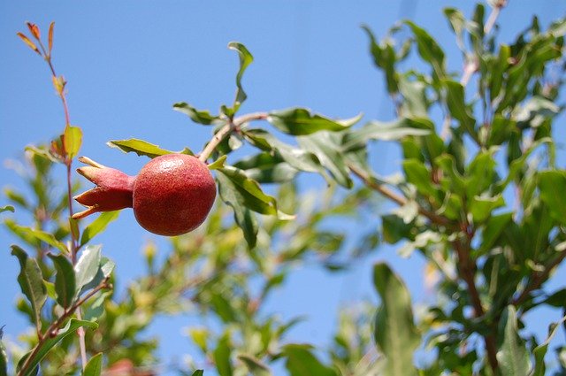 Free download Pomegranate Tree Leaves -  free photo or picture to be edited with GIMP online image editor