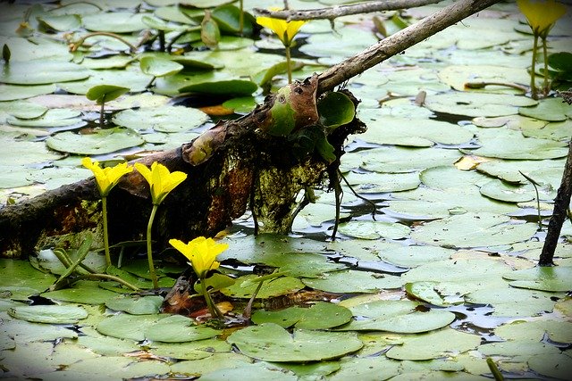 Free download Pond Aquatic Plant Lake -  free photo or picture to be edited with GIMP online image editor