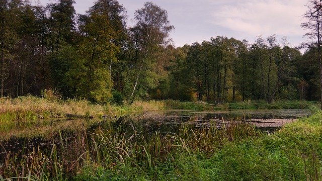 Free download Pond Foliage Autumn -  free photo or picture to be edited with GIMP online image editor