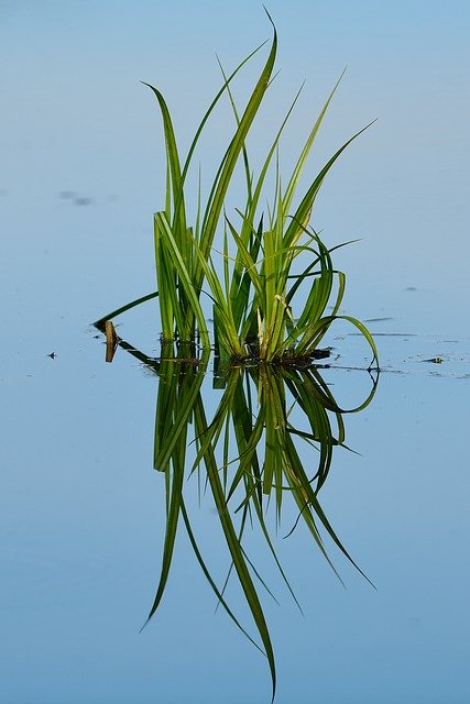 Free download Pond Grass Green -  free photo or picture to be edited with GIMP online image editor