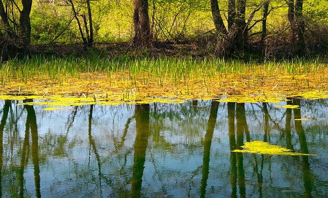 ດາວໂຫລດຟຣີ Pond Lake The Water - ຮູບພາບຫຼືຮູບພາບທີ່ບໍ່ເສຍຄ່າເພື່ອແກ້ໄຂດ້ວຍບັນນາທິການຮູບພາບອອນໄລນ໌ GIMP