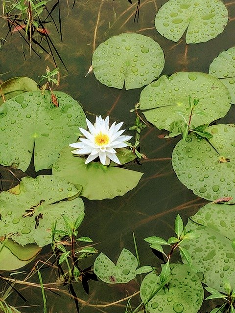 Free download Pond Lilly Pad Green -  free photo or picture to be edited with GIMP online image editor