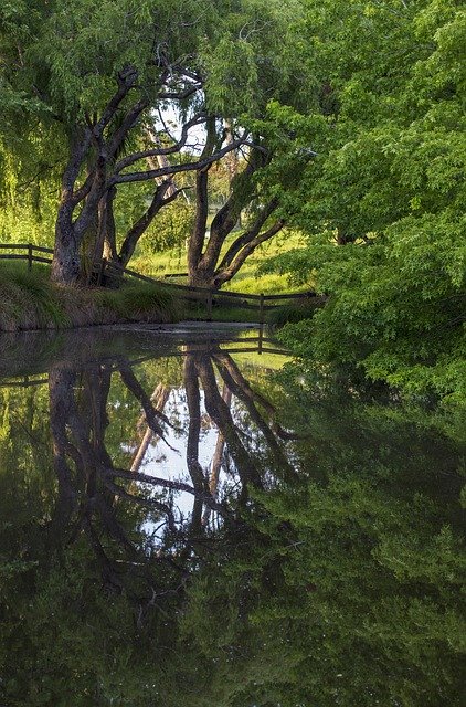 Free download Pond Reflection Tree -  free photo or picture to be edited with GIMP online image editor