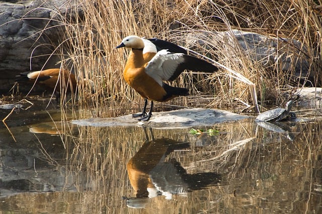 Free download pond ruddy shelduck anatidae free picture to be edited with GIMP free online image editor