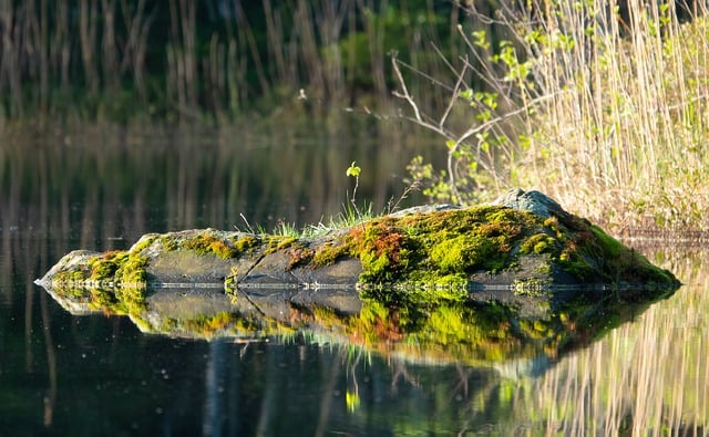 Free download pond stone moss nature wilderness free picture to be edited with GIMP free online image editor