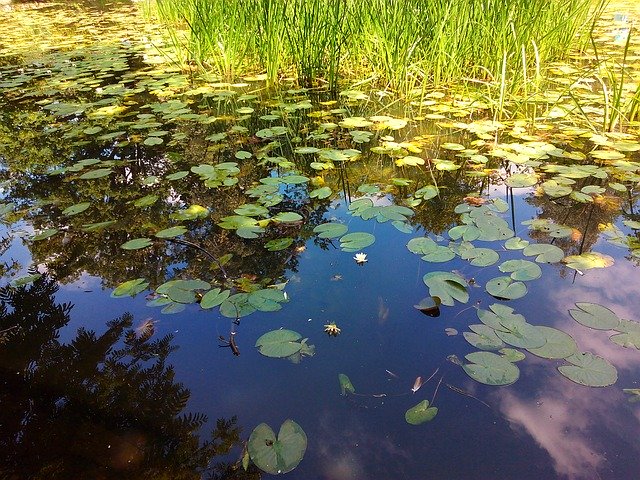 Free download Pond Water Lily Plant -  free illustration to be edited with GIMP free online image editor