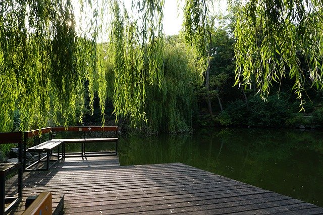 Free download Pond Wood Deck Platform Weeping -  free photo or picture to be edited with GIMP online image editor