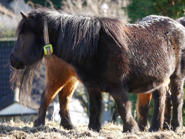 Free download pony equine horse animal field free picture to be edited with GIMP free online image editor