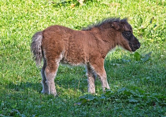 Free download Pony Foal Animal -  free photo or picture to be edited with GIMP online image editor