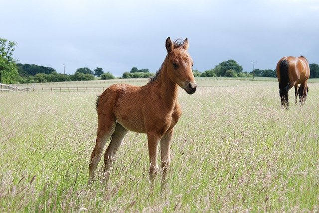 Free download Pony Foal Field -  free photo or picture to be edited with GIMP online image editor