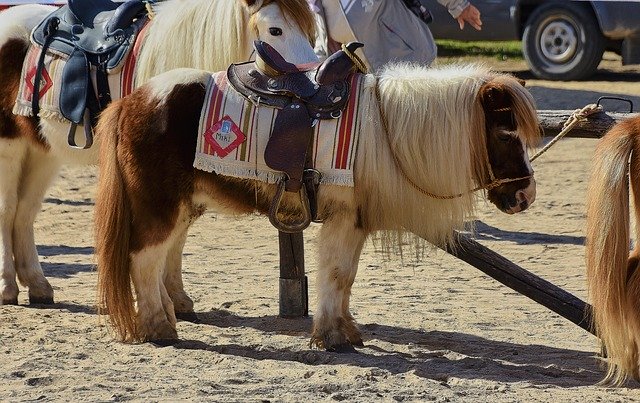 Free download Pony Horse Animals -  free photo or picture to be edited with GIMP online image editor