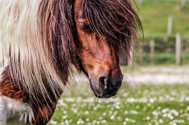 Free download Pony Shetland -  free photo or picture to be edited with GIMP online image editor