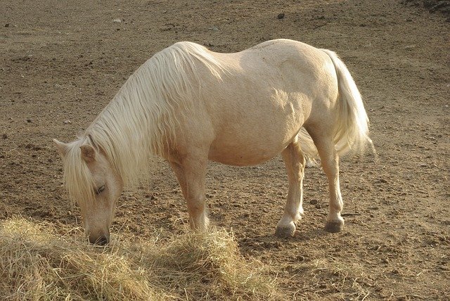 Free download Pony Shetland Hay -  free photo or picture to be edited with GIMP online image editor