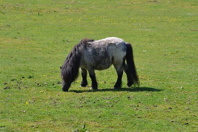 Free download Pony Sunshine Grazing -  free photo or picture to be edited with GIMP online image editor