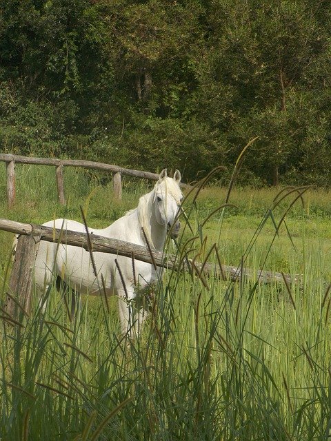 Free download Pony White Grass -  free photo or picture to be edited with GIMP online image editor