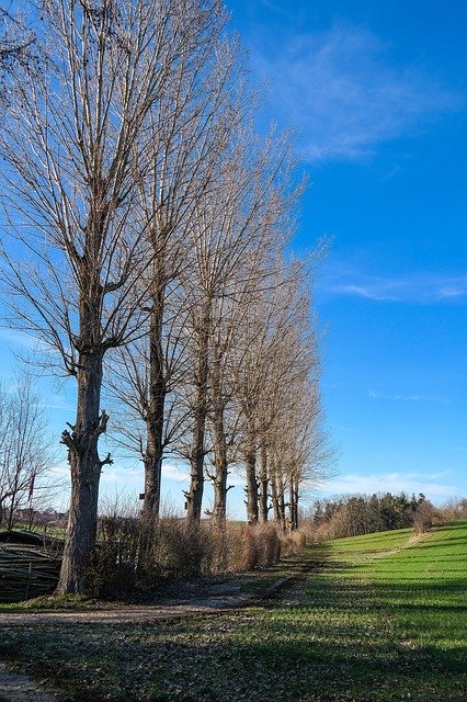 Скачать бесплатно Poplars Trees Landscape - бесплатное фото или изображение для редактирования с помощью онлайн-редактора изображений GIMP