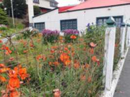 Free download Poppies and lupine in Ushuaia free photo or picture to be edited with GIMP online image editor