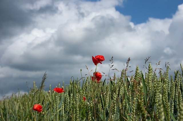 Free download Poppies Cereals Sky -  free photo or picture to be edited with GIMP online image editor