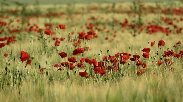 Free download poppies corn poppies red flowers free picture to be edited with GIMP free online image editor