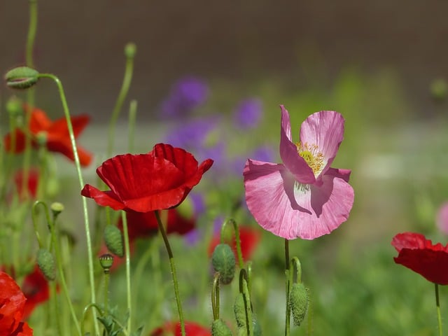 Free download poppies flowers bloom wildflowers free picture to be edited with GIMP free online image editor